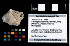 Foto (Objekt + Etikett) von Cracensigillatus acutirostrus (Moericke, 1889)  (NHMW-GEO-1990-0041-4678)